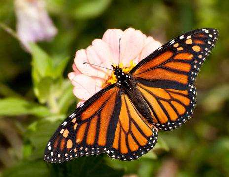 Dorsal view of a colorful Monarch butterfly feeding on a light pink Zinnia flower