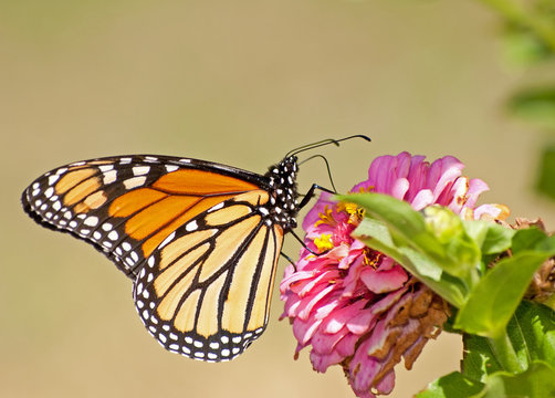 Migrating Monarch butterfly, Danaus plexippus, feeding on a Zinnia flower