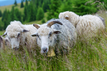 sheeps