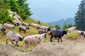 Obraz premium sheeps