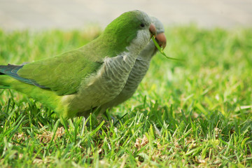 Les perroquets de Barcelone