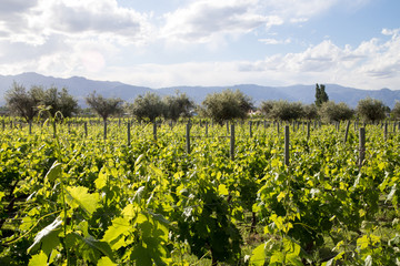 Fototapeta na wymiar Beautiful vineyard in Mendoza, Argentina