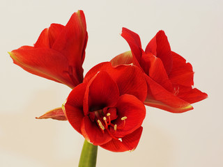 Red Amaryllis Flower