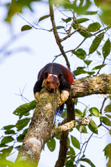 Südindien - Periyar Squirrel