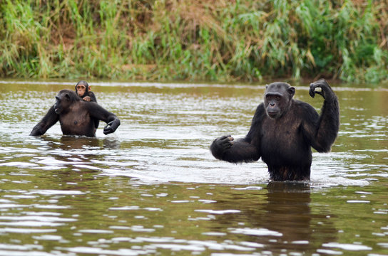 &Icirc;le aux singes