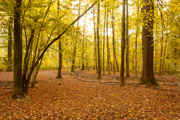 Naklejka premium Forêt de La Wantzenau
