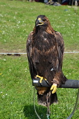 Eagle resting on a perch during the performance