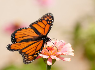 Monarch butterfly with its wings wide open, feeding on a pink flower