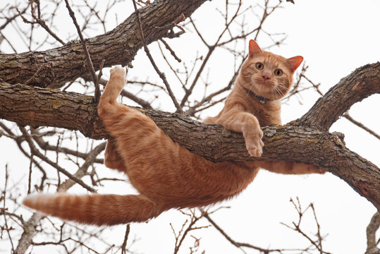Cat in distress - orange tabby cat about to fall off of a tree; with a worried look on his face