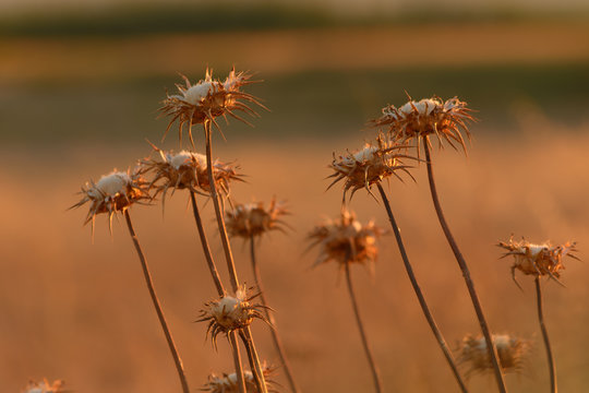 Dead flowers