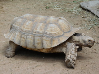 Riesenschildkröte