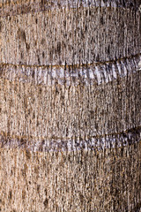Tree Trunk for Texture