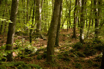 Obraz premium Bosque profundo
