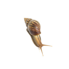 Closeup snail moving on floor isolated on white background with clipping path