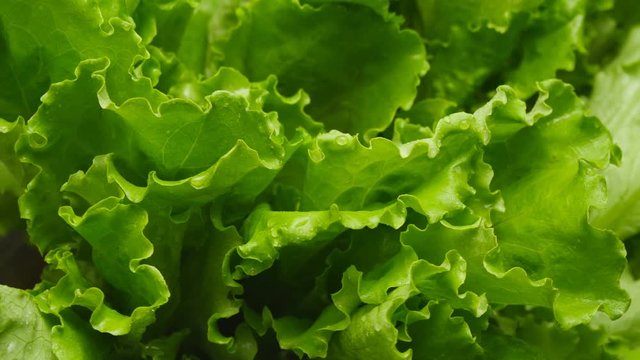 Close-up of salads leaf