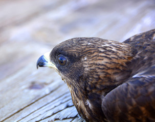 hawk eye