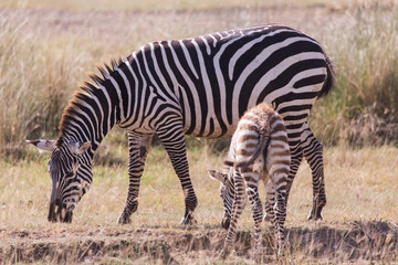 Fototapeta na wymiar Zebra and son in the savannah in Masai Mara Kenya