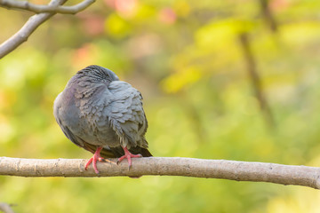 The pigeon on the branch in a nature background.