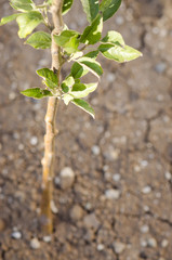 Fruit tree seedlings