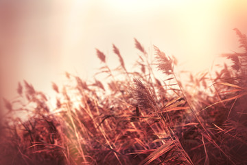 Dry reed in meadow - field and gloomy autumn day - obrazy, fototapety, plakaty