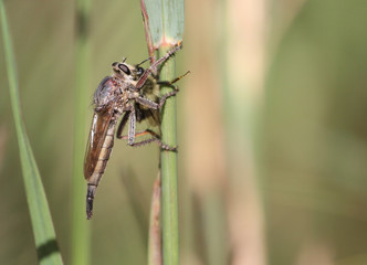 Robber Fly with prey Bumble bee early fall