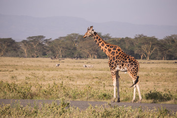 Giraffe in Lake Nakuru National Park, Kenya, Africa