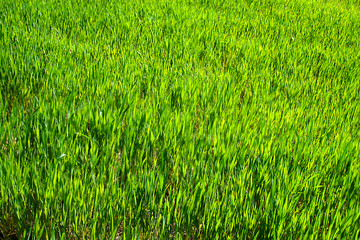 Green grass in a meadow.