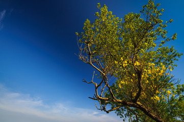 Green tree with yellow flowers in blue sunny sky