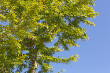 Obraz premium Ornamental garden