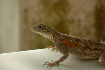 Lézardons
