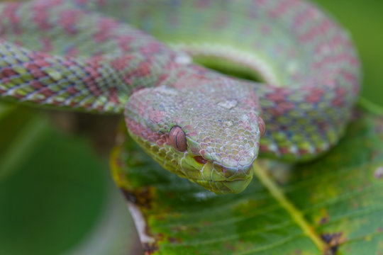 Close up Pitviper snake