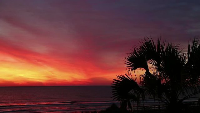 A colorful sunrise sky over the Atlantic Ocean silhouettes a palm tree blowing in a gentle breeze on the coast of Florida in this seamless loop. 