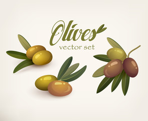 Set of olive branches with stems and leaves