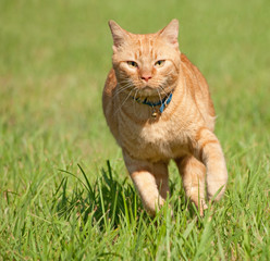 Orange tabby cat running fast towards the viewer in green grass
