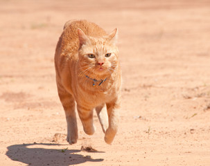 Orange tabby cat running full speed across red sand