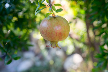 Granatapfel auf dem Baum isoliert