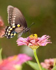 Green Swallowtail butterfly feeding on pink Zinnia in garden