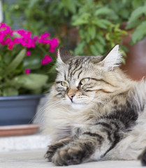 furry cat in the garden