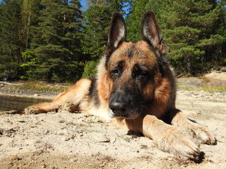 Beautiful german shepherd