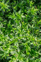 Fototapeta na wymiar Куст, зеленое растение. Абстрактный рисунок, фон, текстура