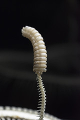 CASCABEL DE SERPIENTE