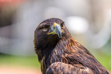Golden Eagle semi profile view