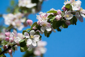 Apple tree blossom