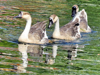  Toronto Lake Chinese Swan Geese 2016