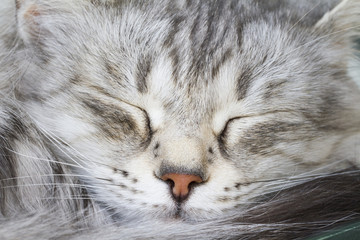 foreground of a silver cat, sleeping time