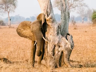 Foto op Aluminium African Elephant © Pat