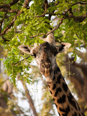 Giraffe