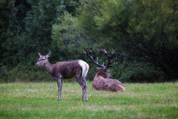 Naklejka na ściany i meble A female deer in the foreground, and background on the male resting on the lawn.