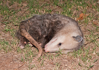 Possum playing dead at night
