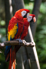 Obraz premium Two Scarlet Macaws